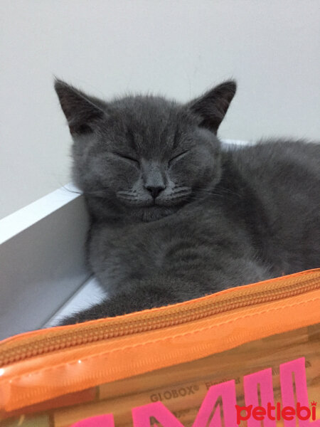 British Shorthair, Kedi  Alexander fotoğrafı