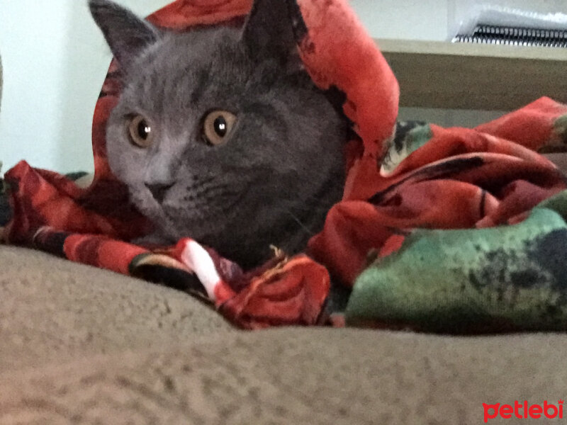 British Shorthair, Kedi  Alexander fotoğrafı