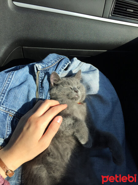 British Shorthair, Kedi  Alexander fotoğrafı