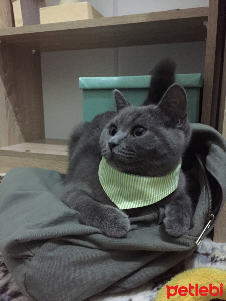 British Shorthair, Kedi  Alexander fotoğrafı