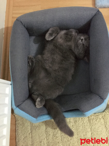 British Shorthair, Kedi  Alexander fotoğrafı