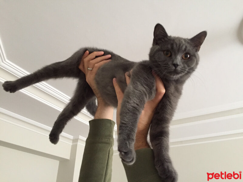 British Shorthair, Kedi  Alexander fotoğrafı