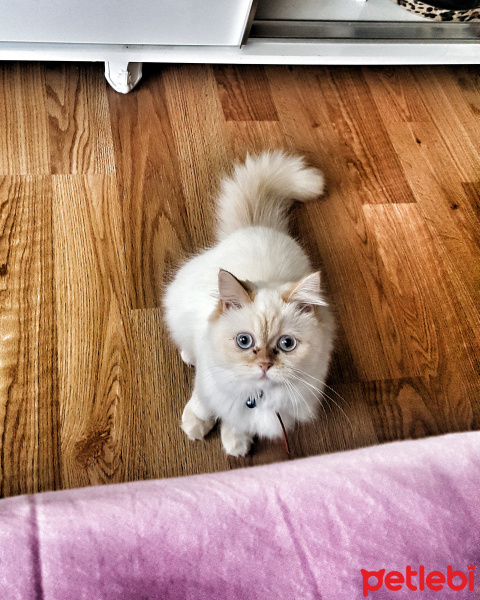 Chinchilla, Kedi  Prenses fotoğrafı