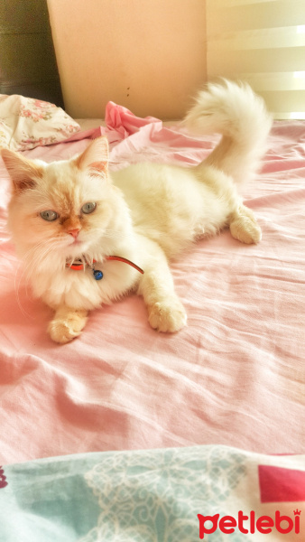 Chinchilla, Kedi  Prenses fotoğrafı