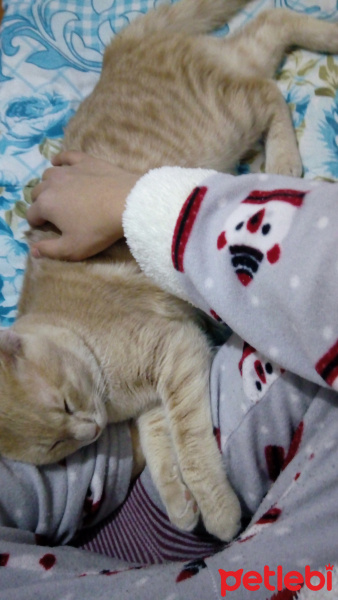 Tekir Kedi, Kedi  Marx fotoğrafı