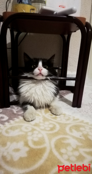 Tekir Kedi, Kedi  Mırmırsu fotoğrafı