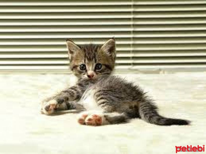 Tekir Kedi, Kedi  yok fotoğrafı