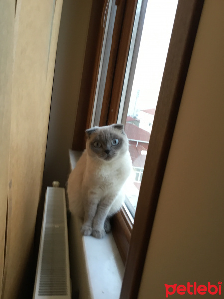 British Shorthair, Kedi  Ares fotoğrafı