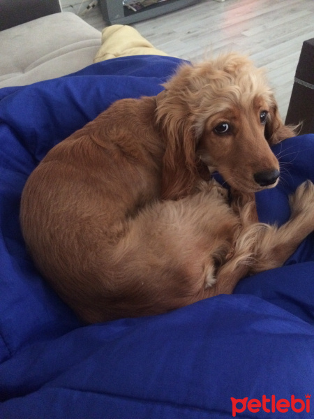 Amerikan Cocker Spaniel, Köpek  Luna fotoğrafı