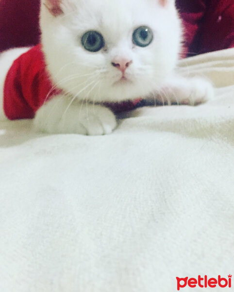 British Shorthair, Kedi  Pufi fotoğrafı