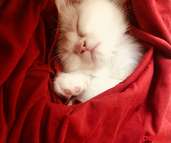 British Shorthair, Kedi  Pufi fotoğrafı