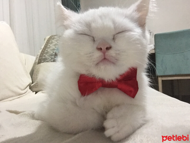 British Shorthair, Kedi  Pufi fotoğrafı