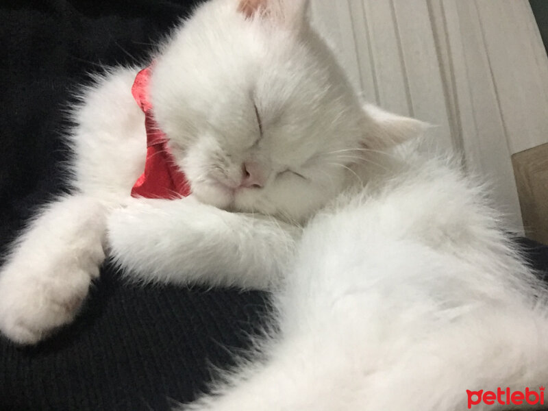 British Shorthair, Kedi  Pufi fotoğrafı