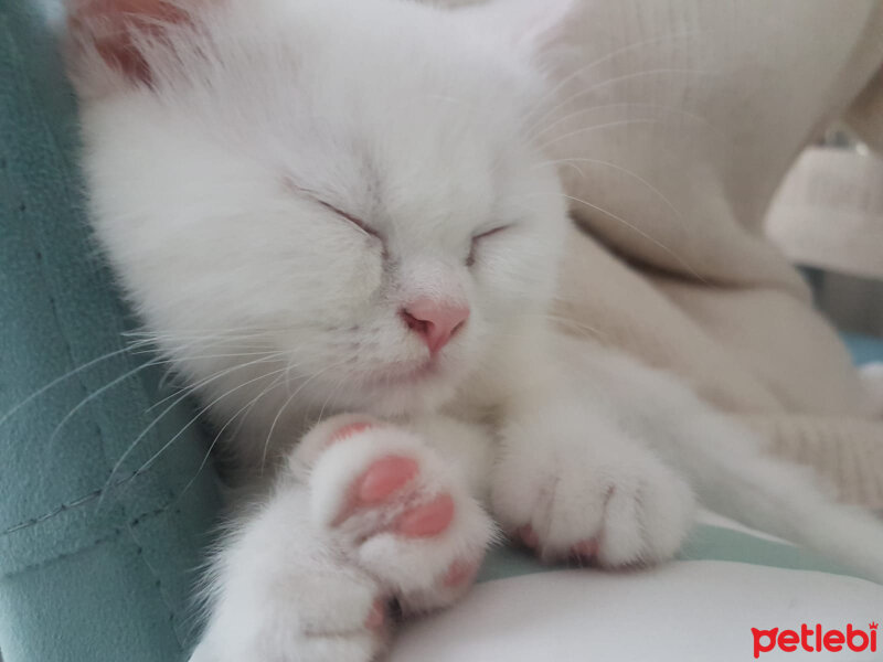 British Shorthair, Kedi  Pufi fotoğrafı