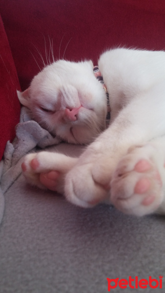 Ankara Kedisi, Kedi  Misbon fotoğrafı