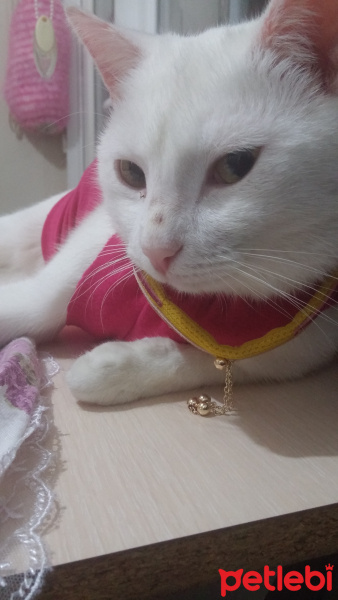 Ankara Kedisi, Kedi  Misbon fotoğrafı
