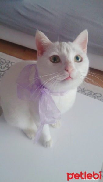 Ankara Kedisi, Kedi  Misbon fotoğrafı