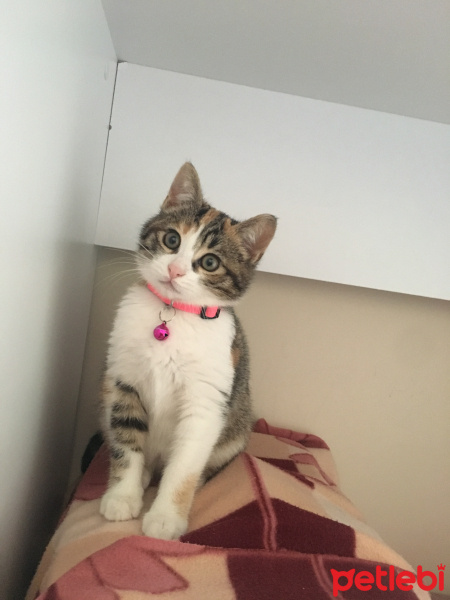 Tekir Kedi, Kedi  Balım fotoğrafı