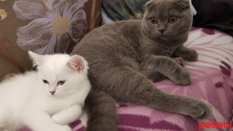 Scottish Fold, Kedi  Sera fotoğrafı