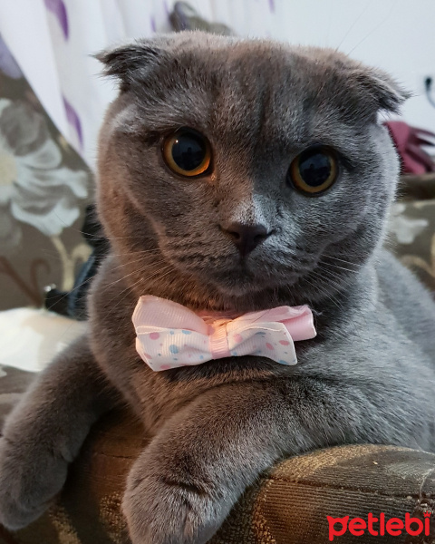 Scottish Fold, Kedi  Sera fotoğrafı
