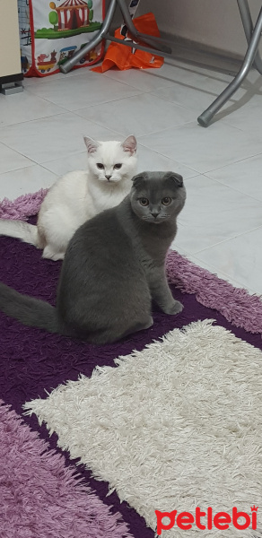 Scottish Fold, Kedi  Sera fotoğrafı