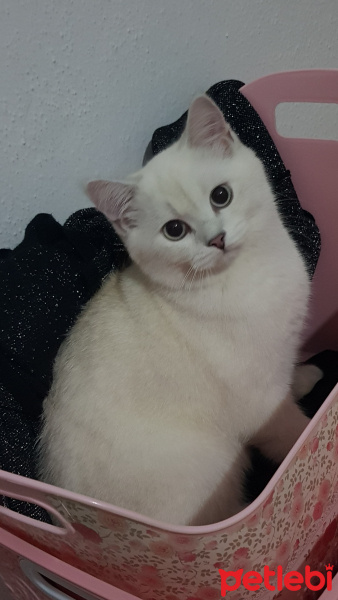 Scottish Fold, Kedi  Sera fotoğrafı