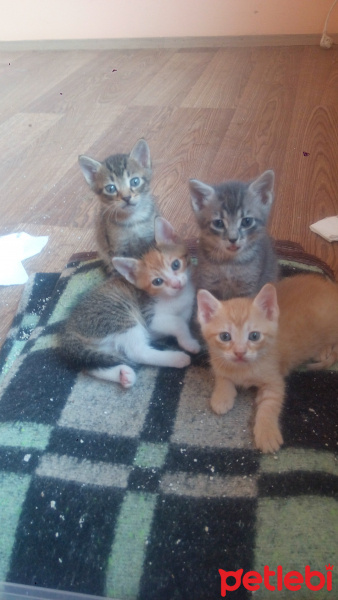 Sarman, Kedi  küçükler fotoğrafı
