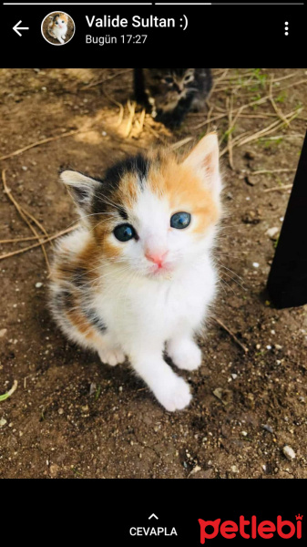 Tekir Kedi, Kedi  Nazlı fotoğrafı