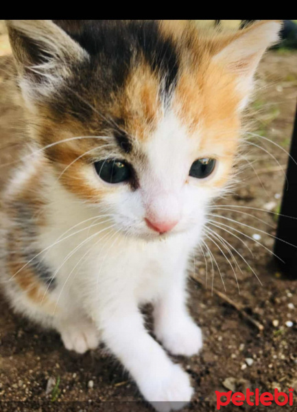 Tekir Kedi, Kedi  Nazlı fotoğrafı