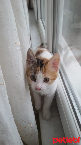 Tekir Kedi, Kedi  Nazlı fotoğrafı