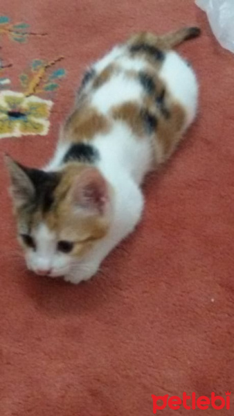 Tekir Kedi, Kedi  Nazlı fotoğrafı