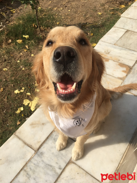 Golden Retriever, Köpek  Dobby fotoğrafı