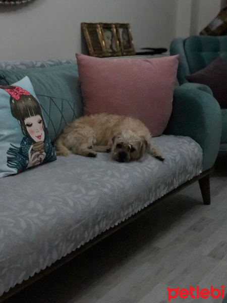 Pug, Köpek  Bos fotoğrafı