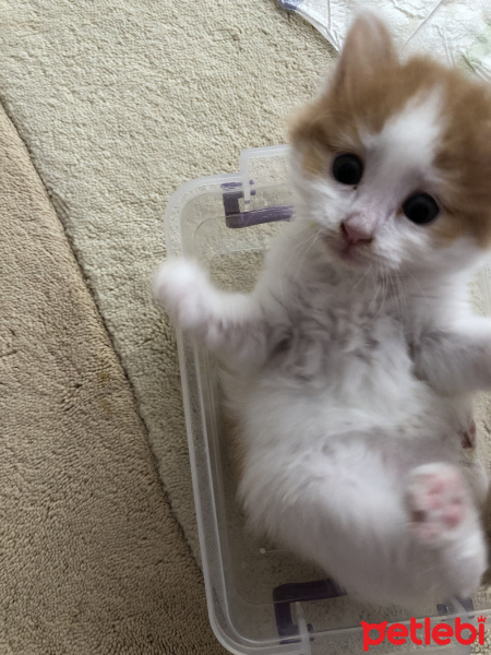 Sarman, Kedi  Çiğdem fotoğrafı