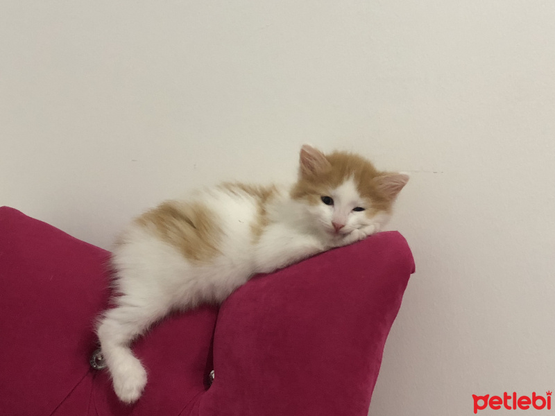Sarman, Kedi  Çiğdem fotoğrafı