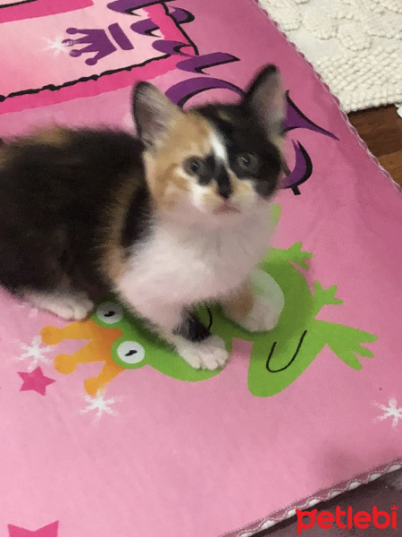 Sarman, Kedi  Gece fotoğrafı