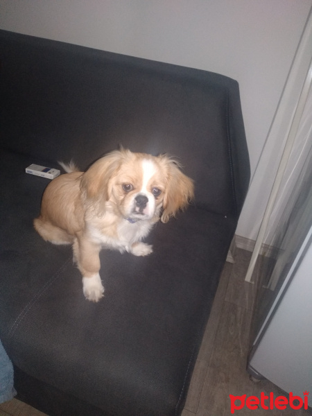 Pekingese, Köpek  Pekmez fotoğrafı