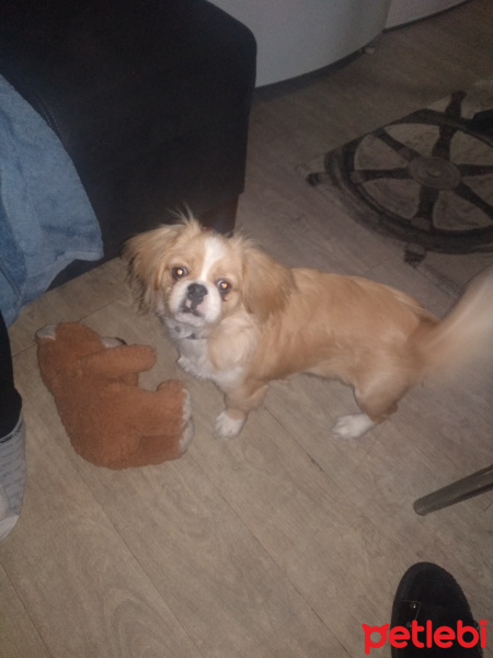 Pekingese, Köpek  Pekmez fotoğrafı