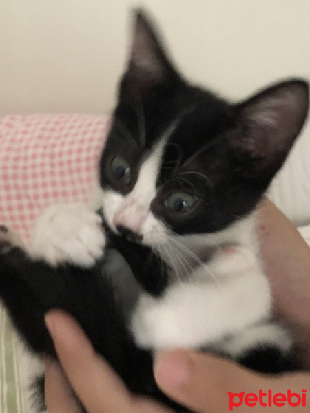 Tuxedo (Smokin) Kedi, Kedi  Pati fotoğrafı