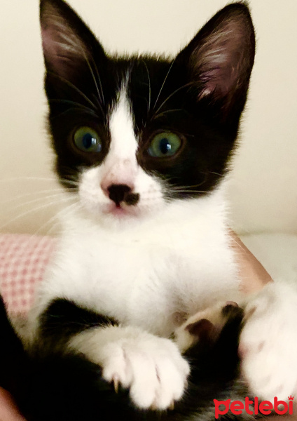 Tuxedo (Smokin) Kedi, Kedi  Pati fotoğrafı