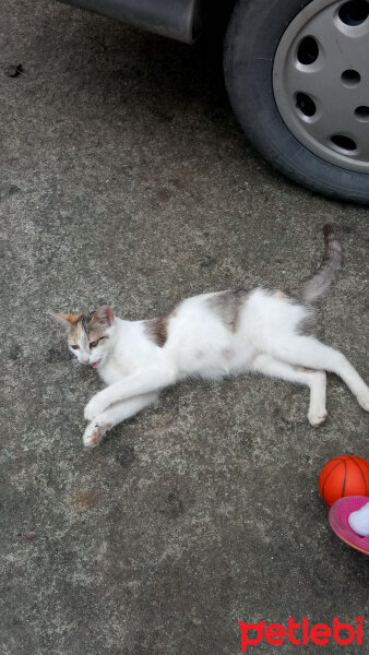 Tekir Kedi, Kedi  Ponçik'in Ailesi  fotoğrafı