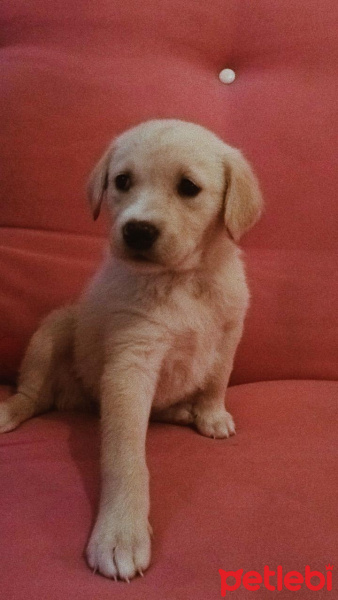 Labrador Retriever, Köpek  arya fotoğrafı