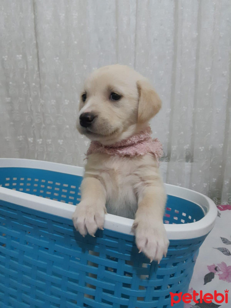 Labrador Retriever, Köpek  arya fotoğrafı