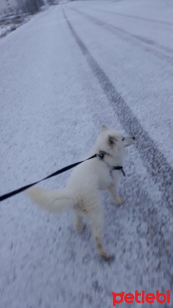 Samoyed, Köpek  Rasha fotoğrafı