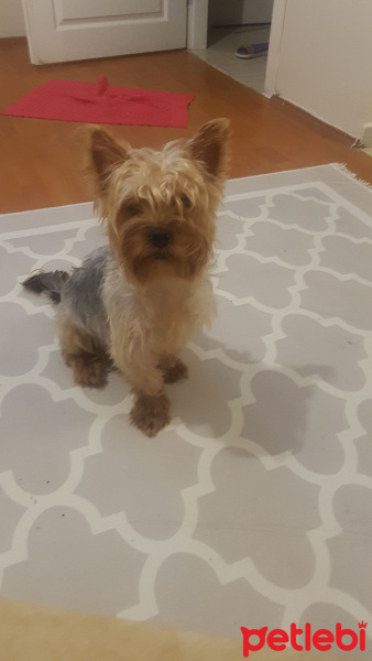 Yorkshire Terrier, Köpek  Miço fotoğrafı