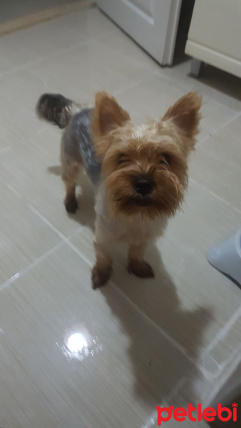 Yorkshire Terrier, Köpek  Miço fotoğrafı