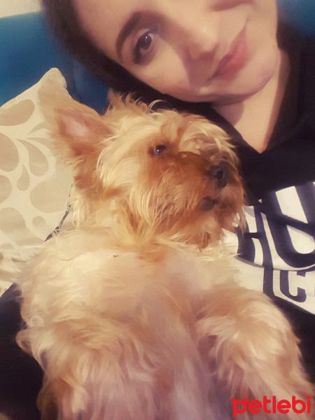 Yorkshire Terrier, Köpek  Miço fotoğrafı