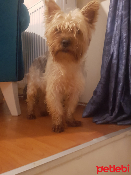 Yorkshire Terrier, Köpek  Miço fotoğrafı