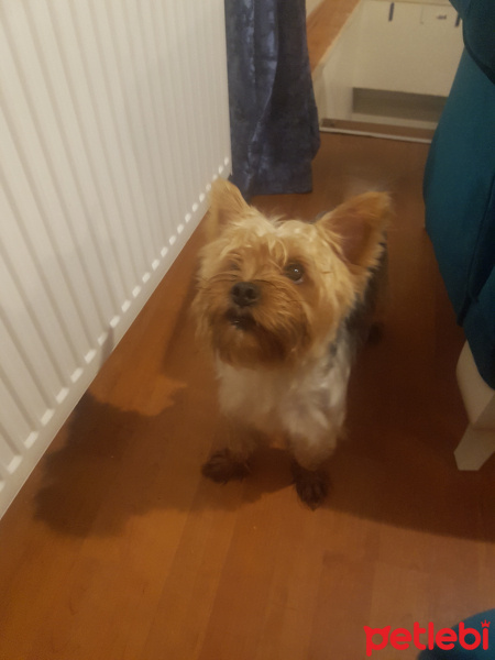Yorkshire Terrier, Köpek  Miço fotoğrafı