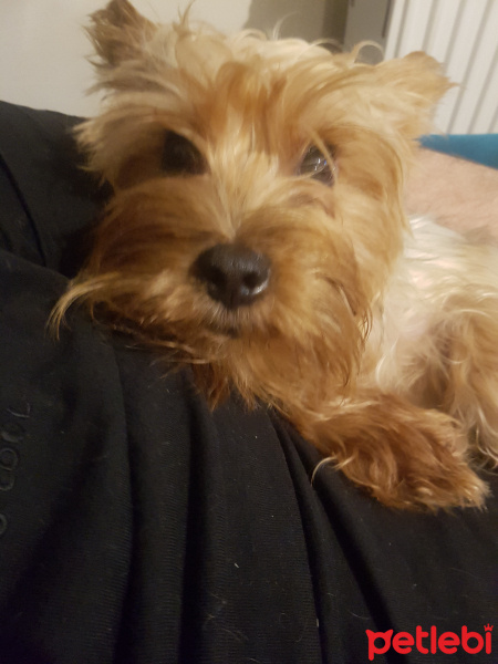 Yorkshire Terrier, Köpek  Miço fotoğrafı
